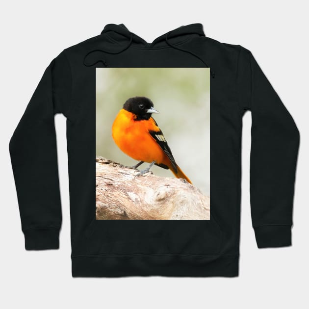 Baltimore Oriole Portrait Hoodie by BirdsnStuff